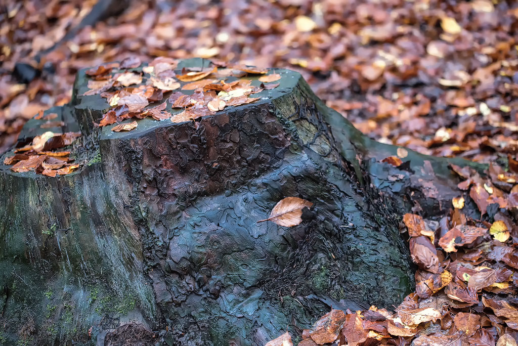 4711 Baum-16X_4301-1-Kopie.jpg